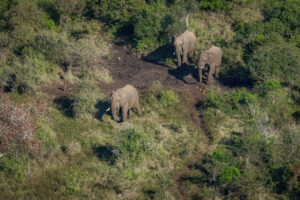 South African elephants being observed from above in an airplane.