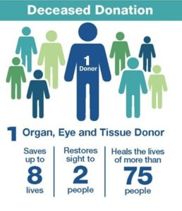 Graphic of how one deceased donor can impact the lives of many recipients