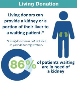 Graphic showing that living donors can provide a kidney or a portion of their liver to a waiting patient.